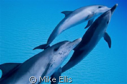  Stenella frontailis / Atlantic spotted Dolphins @ the Ri... by Mike Ellis 